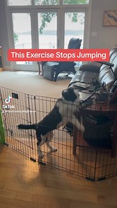 This Exercise Stops Jumping #dogtraining #puppytraining #marylanddogtrainer | Best Buddy Dog Trainer, LLC