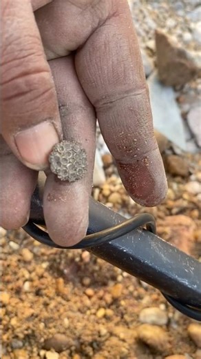 Finally Found Silver with My Metal Detector #shortsvideo #youtubeshorts #MetalDetecting #SilverFind