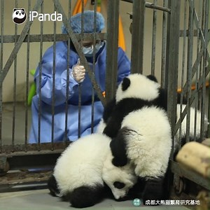12M views · 10K reactions | 4 panda babies tried to skip school but failed.     #iPanda #Cute #Panda #HiPanda #PandaTime #ChengduPandaBase | iPanda | Facebook