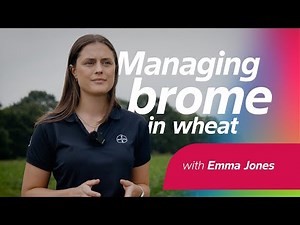 Managing brome: Practical post-harvest steps