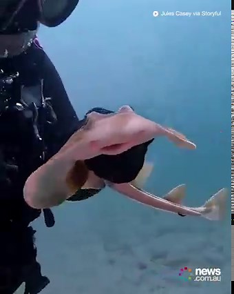 179K views · 1.2K reactions | These kind Aussie drivers free a 'happy little ray' from a tangled fishing line! | News.com.au | Facebook