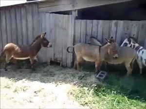 Springtime on the Farm III