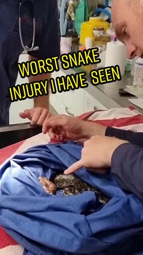 The Worst Injuries To A Snake I Have Ever Seen 😒***Graphic Warning***This was one of the more confronting jobs and situations I have had to deal with in a long time. The Carpet Python had the skin on is head basically ripped off and was stuck under its bottom jaw forcing its mouth closed. Apologies if this video is confronting. We were able to get the snake to the team at the Animal Emergency Service where the snake was treated and assessed and unfortunately he had to be put to sleep.