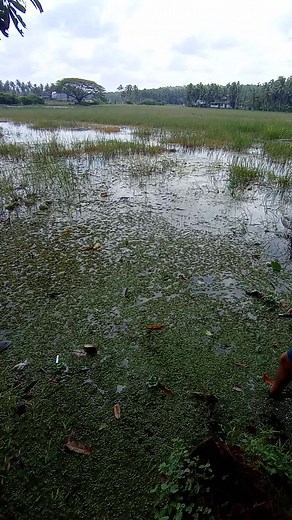 900K views · 9.8K reactions | Fishing | Fish & pets | Facebook