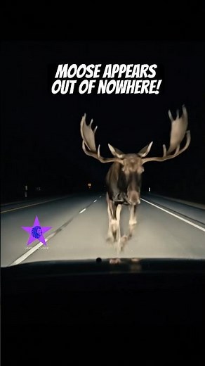 UNBELIEVABLE DASHCAM Footage! Driver Faces a MASSIVE MOOSE on the Highway! #moose #wildlife #shorts