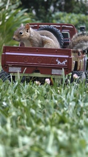 Little Squirrel spotted 🐿 #squirrel #toyota #rcb #animals #rc #cute