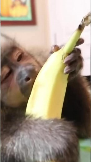 Little Monkey eats GIANT Banana #monkey #banana | MonkeyBoo