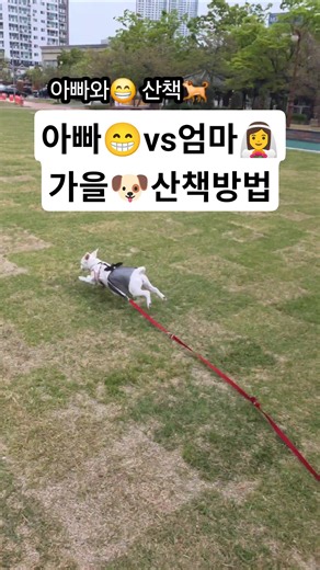 엄마VS아빠 가을😁산책법 #유기견출신가을 #sds출신 #순창유기견보호소 #adopteddog #광양시견 #여행견 #traveldog #사지말고입양해라
