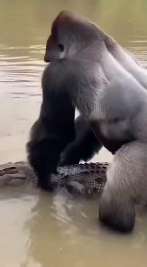 Silverback FIGHTS Crocodile - RESCUES Baby 😱 #shorts #animals #silverback