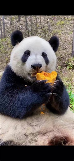 appetizing🤤🤤🤤 credit📸 #panda #pandai #animals #animalsfunny #funny