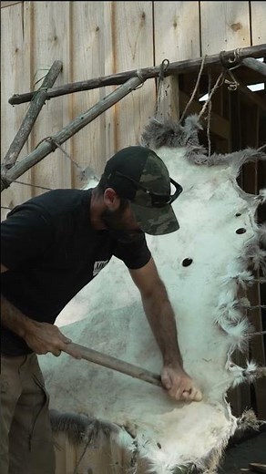 “Brain Tanning” a deer hide with Egg Yolks #primitiveskills #survivalskills #outdoors