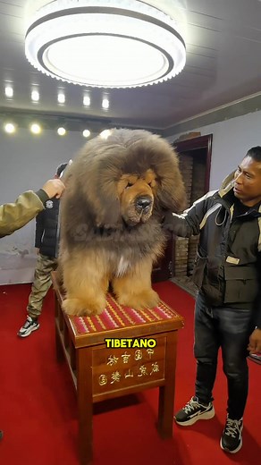 El mastín tibetano: el perro más grande del mundo