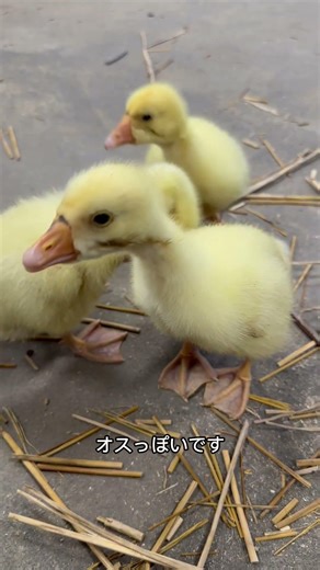 Meet Fanta, Coca, and Pepsi ファンタ、コカ、ペプシの紹介 #goose #ガチョウ #animals #birds