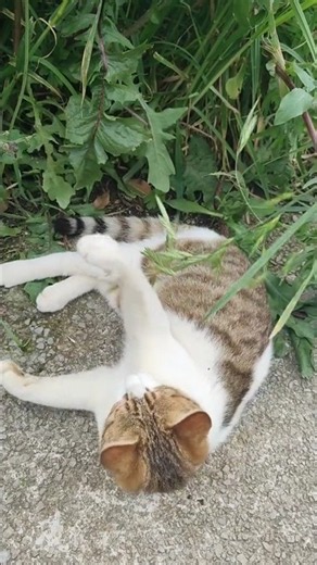 🌼🐱 A Tiny Grass Flower Became This Cat's Favorite Toy! 😻