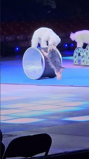 🐶 Amazing Performance at the Circus! Dog Roll Spectacular! 🎪