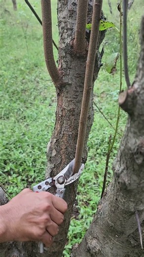 Big Plum Tree Summer Pruning | Removing Unwanted Branches #PlumTree #SummerPruning
