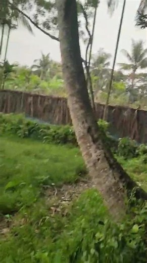 Relaxing Walk in a Beautiful Tropical Village 🌴 | Green Nature View