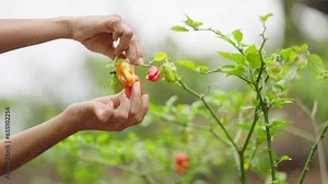 Farmer harvests red habanero on plant, capsicum chinese farm, hot mature pepper