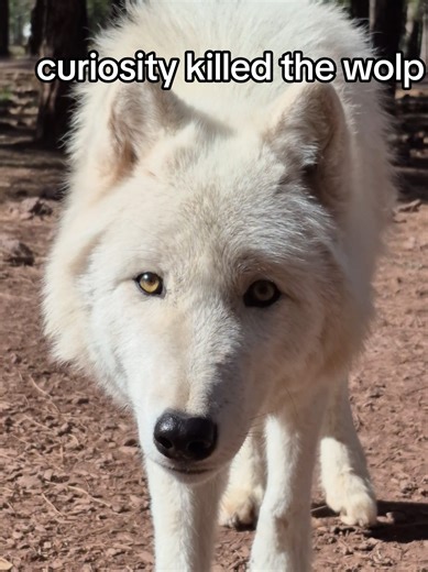 Did you know that wolves wear two fur coats? They have a thick, insulating undercoat in the winter which they shed in the summer leaving their guard hairs which act as a natural water-repellent. Summer is also a lean season for wild wolves, so these guys' weight and health is monitored to make sure everyone is being properly nourished even if they might look skinny then ❤️🐺 #wolf #wolves #wolfpack #tundrawolf #arcticwolf