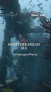 From France to Hawaii, nature reserves have greatly impacted marine life 🌎 #DavidAttenborough