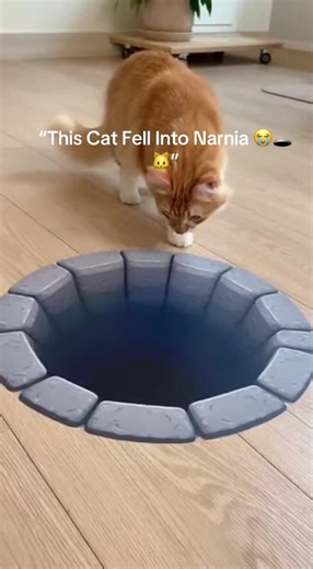 “He fell into the fake hole like it was real. Boy… it’s a sticker.” #f#funnycatso#opticalillusionc#catfunnyshortsviral