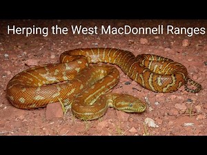 Herping the West MacDonnell Ranges - Death Adders & Bredl Pythons