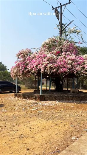 ဆဒ္ဒန်ဂူ အဝင် စက္ကူပန်းများ Sightseeing💐✨