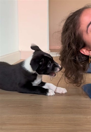 POV: puppy yoga with a border collie #greektiktok #puppyyogagreece #σκυλος #bordercolliepuppy #athenslife