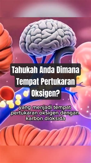 Cara Sistem Pernafasan Anda Bekerja