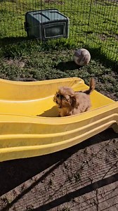 At least one of them is burning off their baby fat. LoL. | Lori's Shih Tzu Puppies