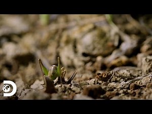 La paciencia de estos animales para cazar | Supervivencia Salvaje | Discovery Latinoamérica