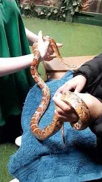 Cornsnake Encounter #cornsnake #handling #facts