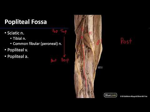 Popliteal Fossa - M1 Dissection Supplement