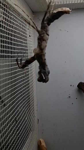 1.8K views · 29 reactions | I came across a time-lapse video of a female Deroplatys desiccata a.k.a. The Dead Leaf Mantis, molting  just in time to catch the entire process. It was incredibly rewarding to watch her complete her molting, which took about an hour and a half from start to finish. #insects_of_our_world #insects #mantis #timelapse #timelapsevideo @top fans | Behind the Lens | Facebook