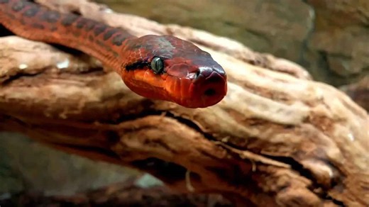 dominican red mountain racer snake tongue flicking
