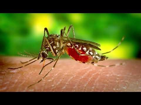 Mosquito Sound Effect in HD Quality