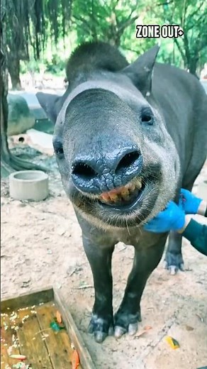 Malayan Tapir: The Quiet Giant of Tropical Rainforests