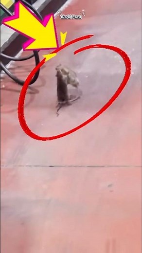 The Fierce Battle of Mice! Who Will Win?