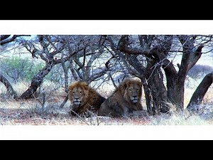 Lion hunting teaser video in South Africa with Limcroma Safaris