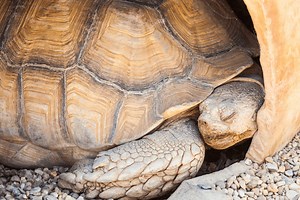 Understanding Tortoise Hibernation and How to Help Your Tort Hibernate