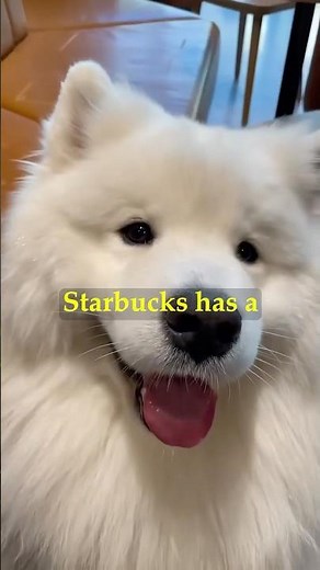 Starbucks Puppuccino 🐶☕ The Secret Treat for Dogs!