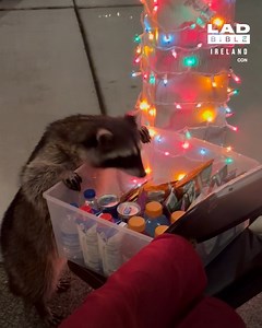 Racoon steals a bag of cheetos from a box of goodies 🤣 | LADbible Ireland