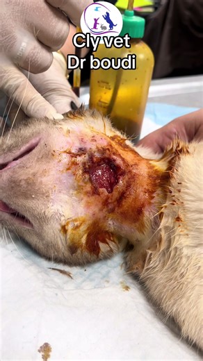 #vet #chat #veterinarian #بيطري #dzpower