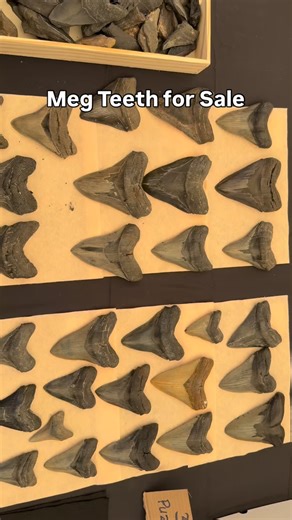 Just a couple of the amazing Megalodon shark tooth fossils for sale on display at the Megfest display at @palmettofossilexcursions. Most of these were found by scuba diving dangerous rivers nearby | SHRKco