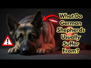 What Do German Shepherds Usually Suffer From? | Every Owner Must Watch!