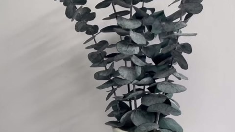 Eucalyptus for Shower 10 Pcs Hanging Dried Eucalyptu Stems 17" Real Eucalyptus Bundle 100% Made from Fresh Eucalyptu Wedding Decor Home Decor Farmhouse Room Decor DIY Artificial Plants Flowers