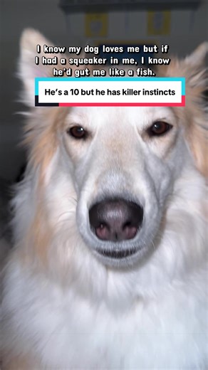 Look at those eyes and tell me he wouldn’t do it. The internal struggle is real. #dogsoftiktok #funnydog #doghumor #sarcasm #petsoftiktok