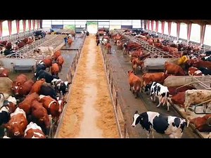 DENMARK( COW FARM)