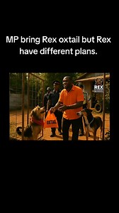 13K views · 4.6K reactions | Di PNP MP bring Oxtail a mi foot...Mi a wait pon di JLP one now. Lock off dah bag yah deh Rufus. Watch me and dem. #rexdicountrymungrel #jamaica #dogvlogs #bigfootvlog #jamaicacomedy #jamaicandog #jamaicandog #funny #funny #jamaicajamaica #dogsofınstagram #jamaicapolitics #jamaicalabourparty #peoplenationalparty #jamaicaelection | Country Mungrel TV | Facebook