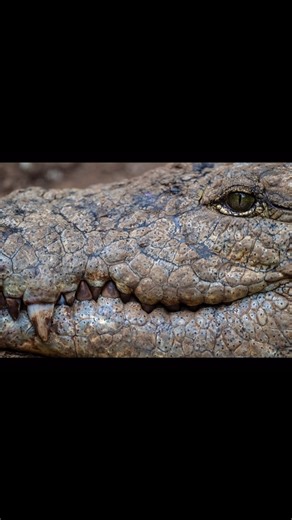 108 reactions · 5 comments | Madagascar is a hotspot for reptile...